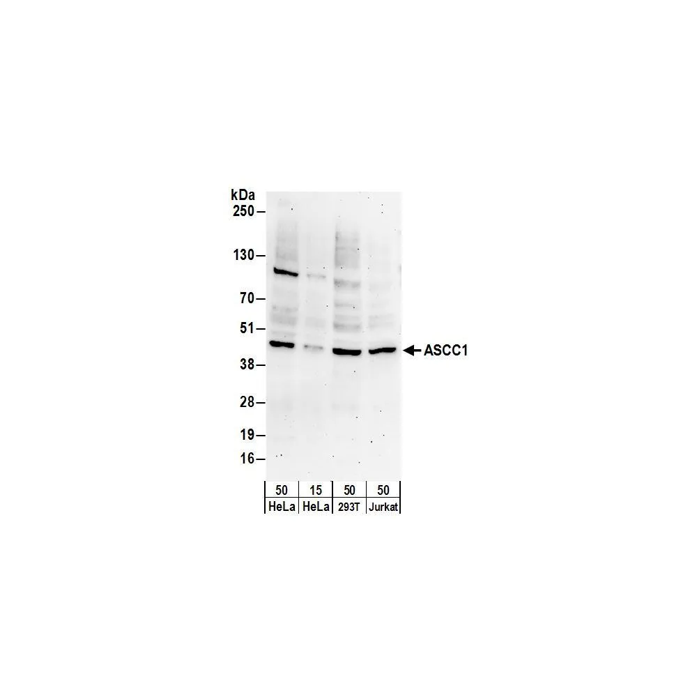 Rabbit anti-ASCC1 Antibody, Affinity Purified
