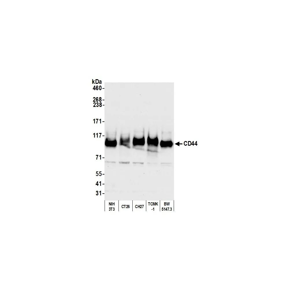 Rabbit anti-CD44 Antibody, Affinity Purified