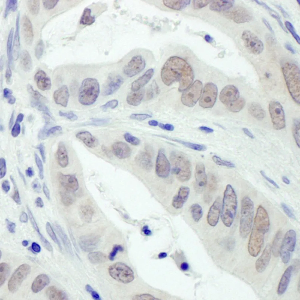Goat anti-RPA32 Antibody, Affinity Purified
