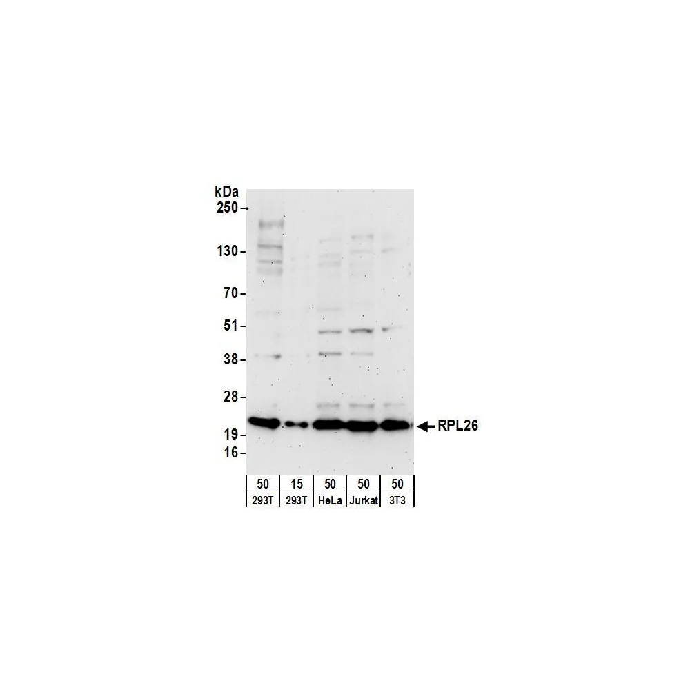 Goat anti-RPL26 Antibody, Affinity Purified
