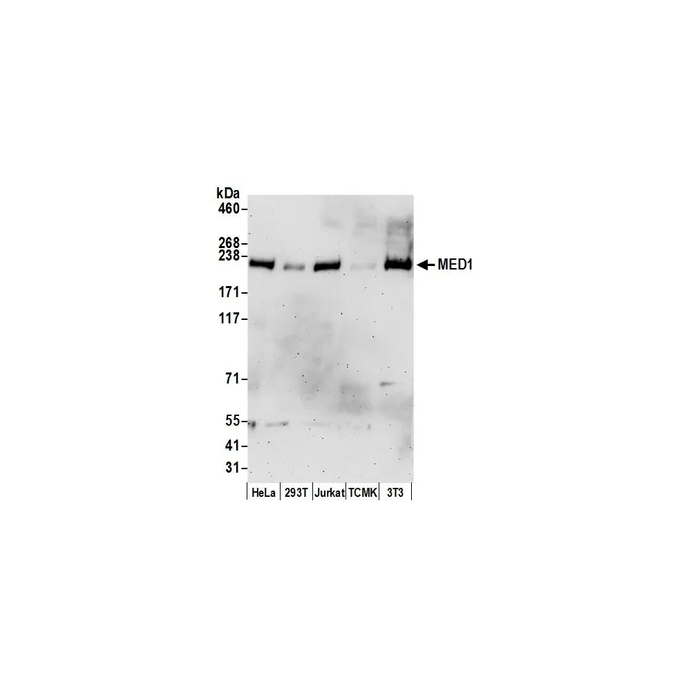 Goat anti-MED1 Antibody, Affinity Purified