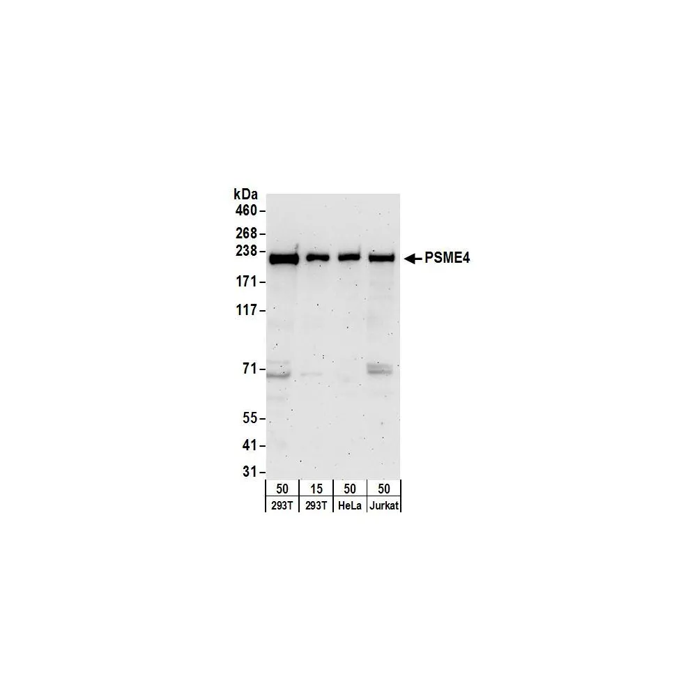 Rabbit anti-PSME4 Antibody, Affinity Purified