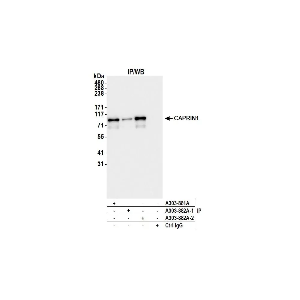 Rabbit anti-CAPRIN1 Antibody, Affinity Purified