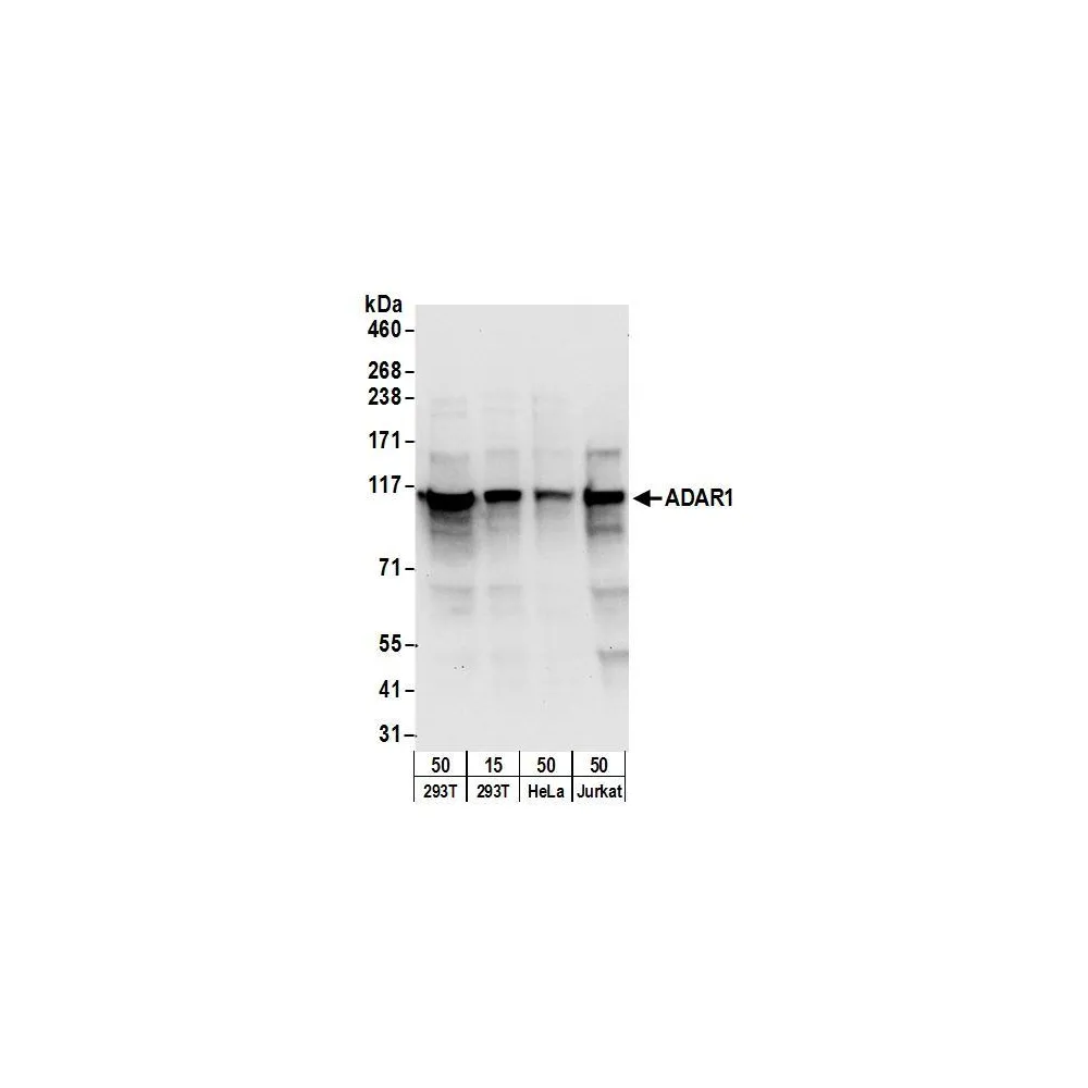 Rabbit anti-ADAR1 Antibody, Affinity Purified