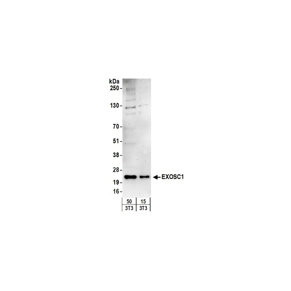 Rabbit anti-EXOSC1 Antibody, Affinity Purified