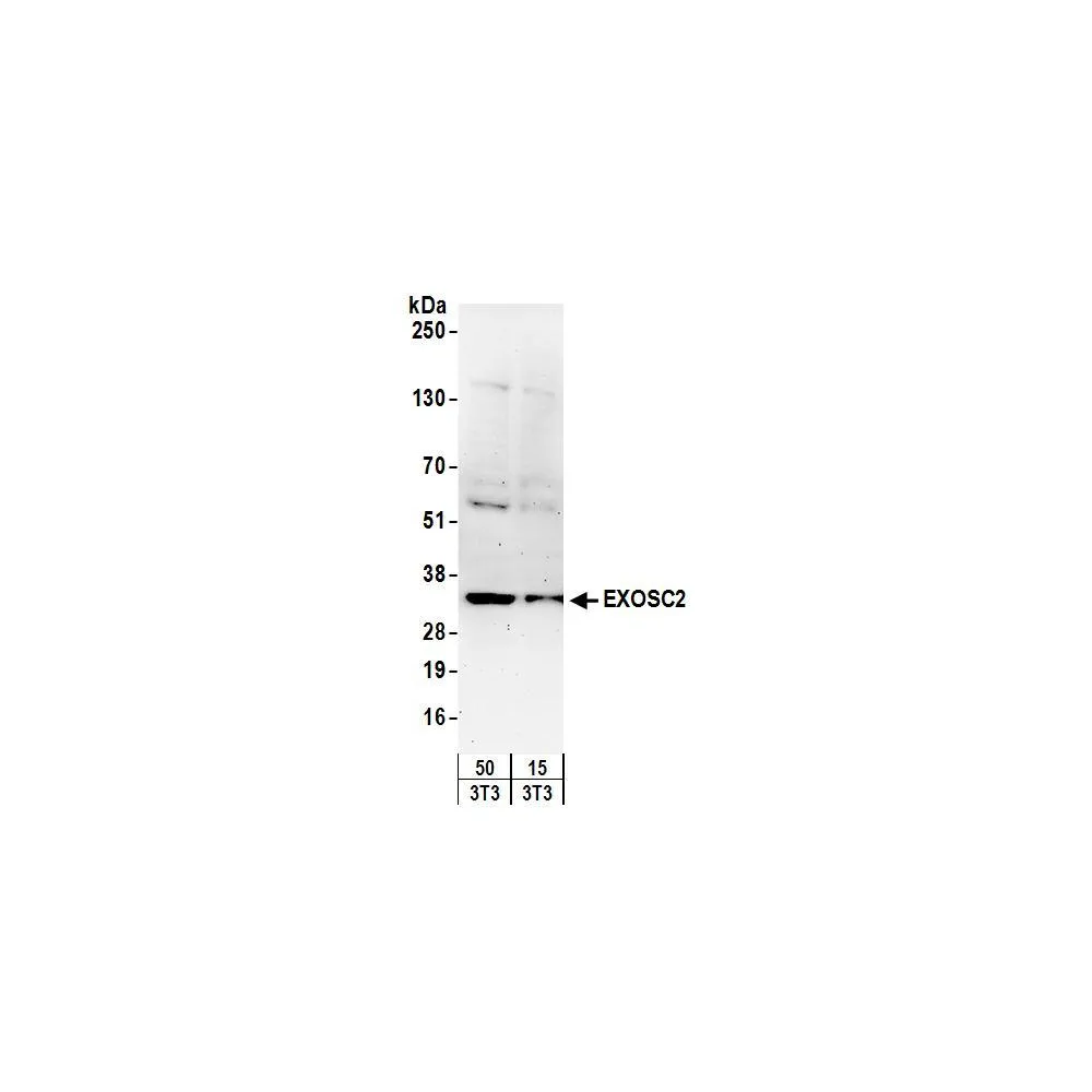 Rabbit anti-EXOSC2 Antibody, Affinity Purified