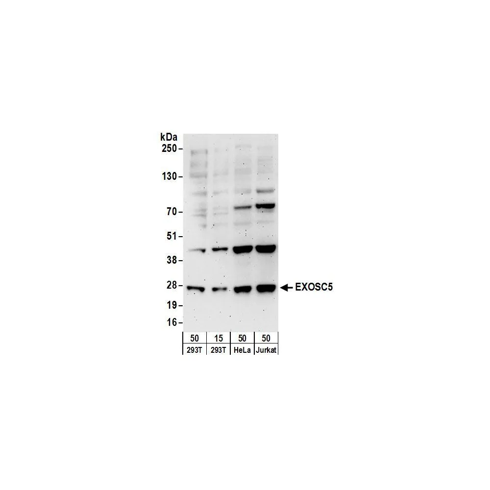 Rabbit anti-EXOSC5 Antibody, Affinity Purified