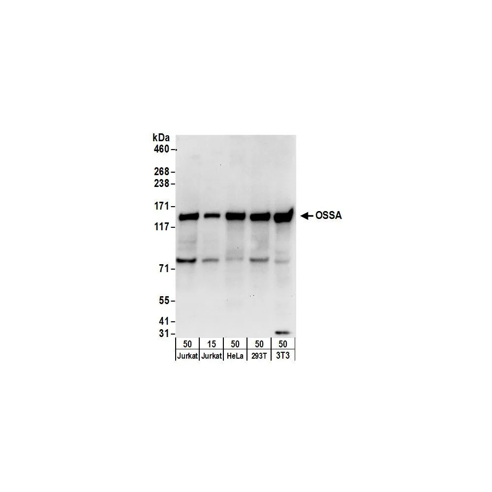 Rabbit anti-OSSA Antibody, Affinity Purified