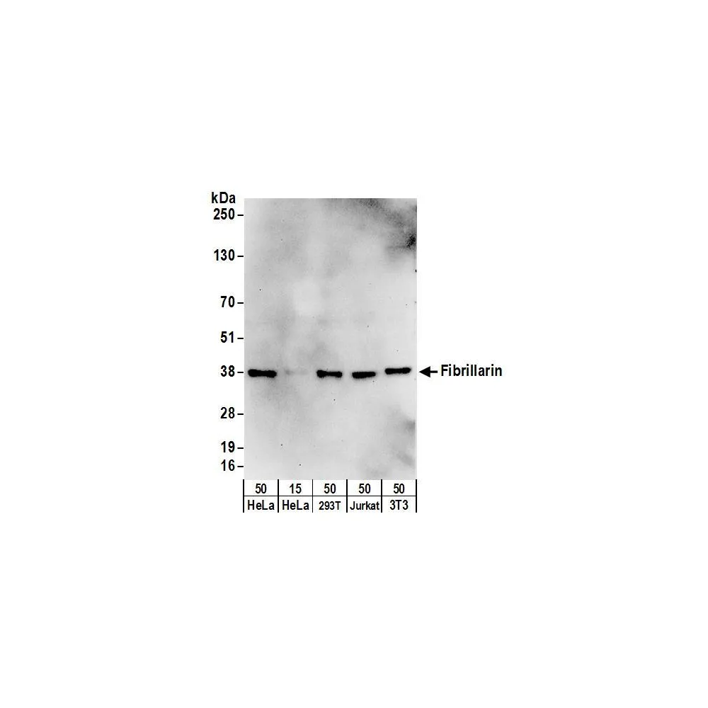 Rabbit anti-Fibrillarin Antibody, Affinity Purified