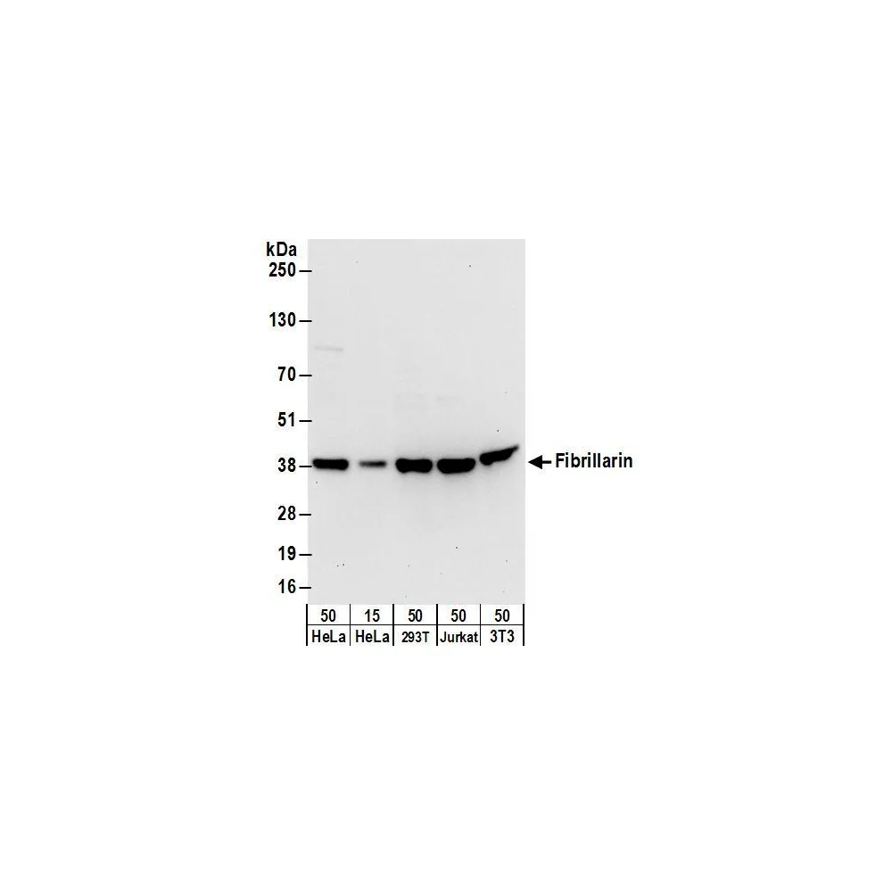 Rabbit anti-Fibrillarin Antibody, Affinity Purified