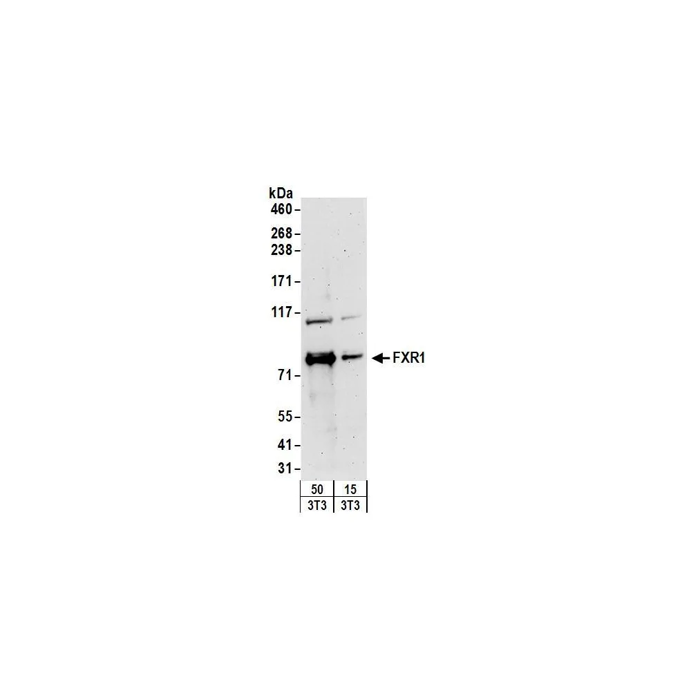 Rabbit anti-FXR1 Antibody, Affinity Purified
