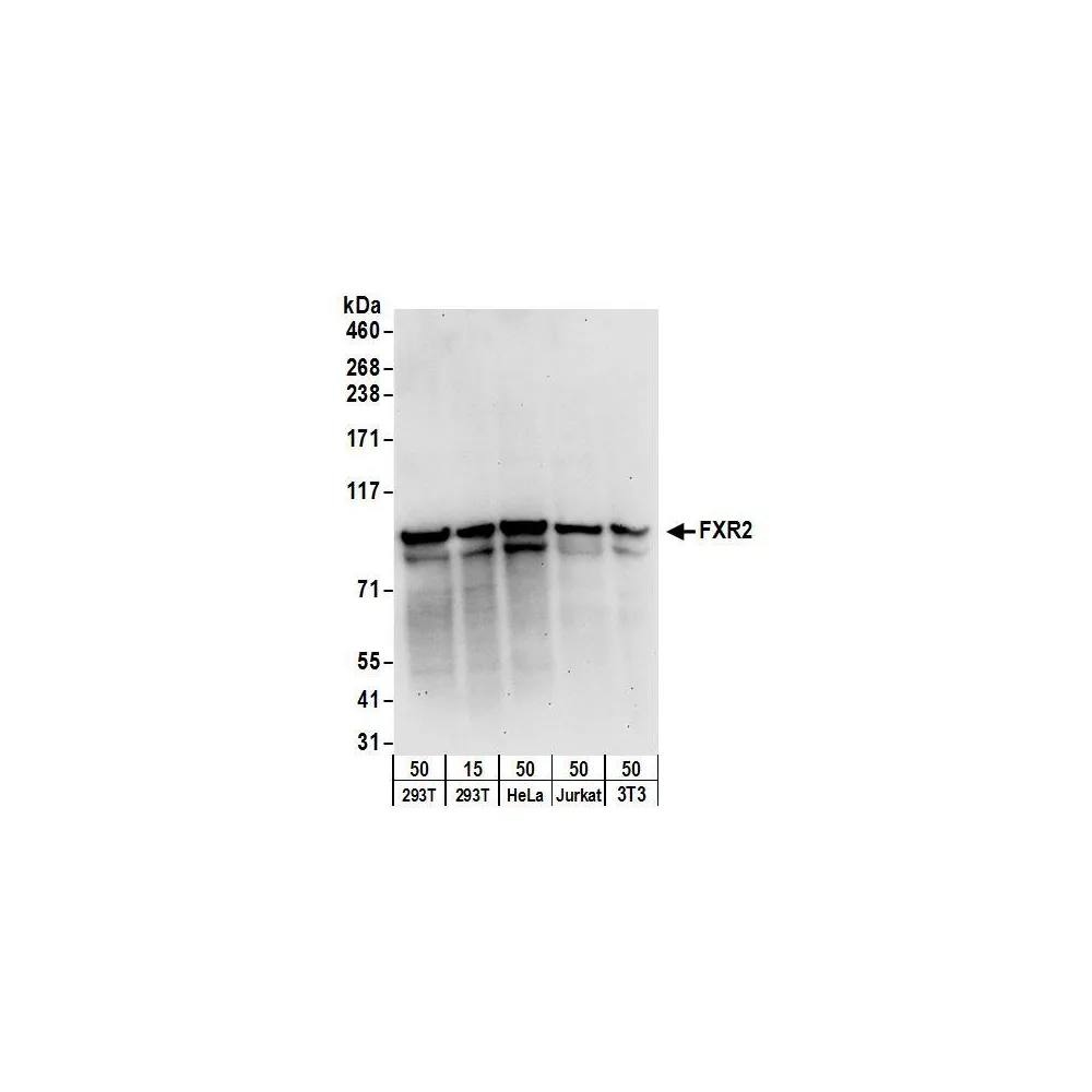 Rabbit anti-FXR2 Antibody, Affinity Purified