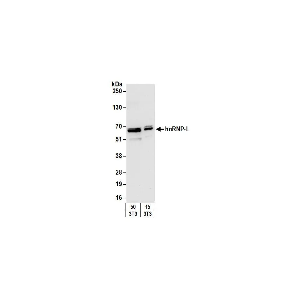 Rabbit anti-hnRNP-L Antibody, Affinity Purified