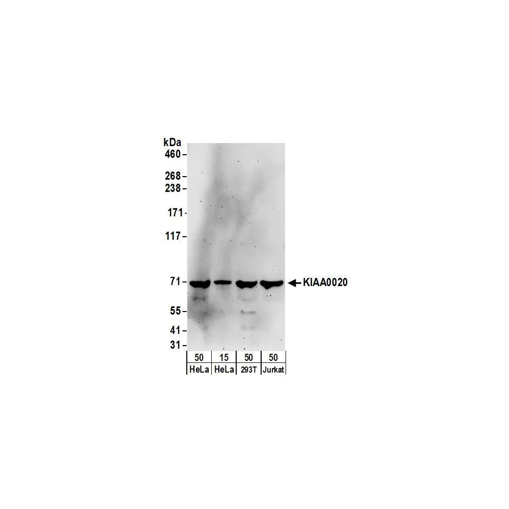 Rabbit anti-KIAA0020 Antibody, Affinity Purified