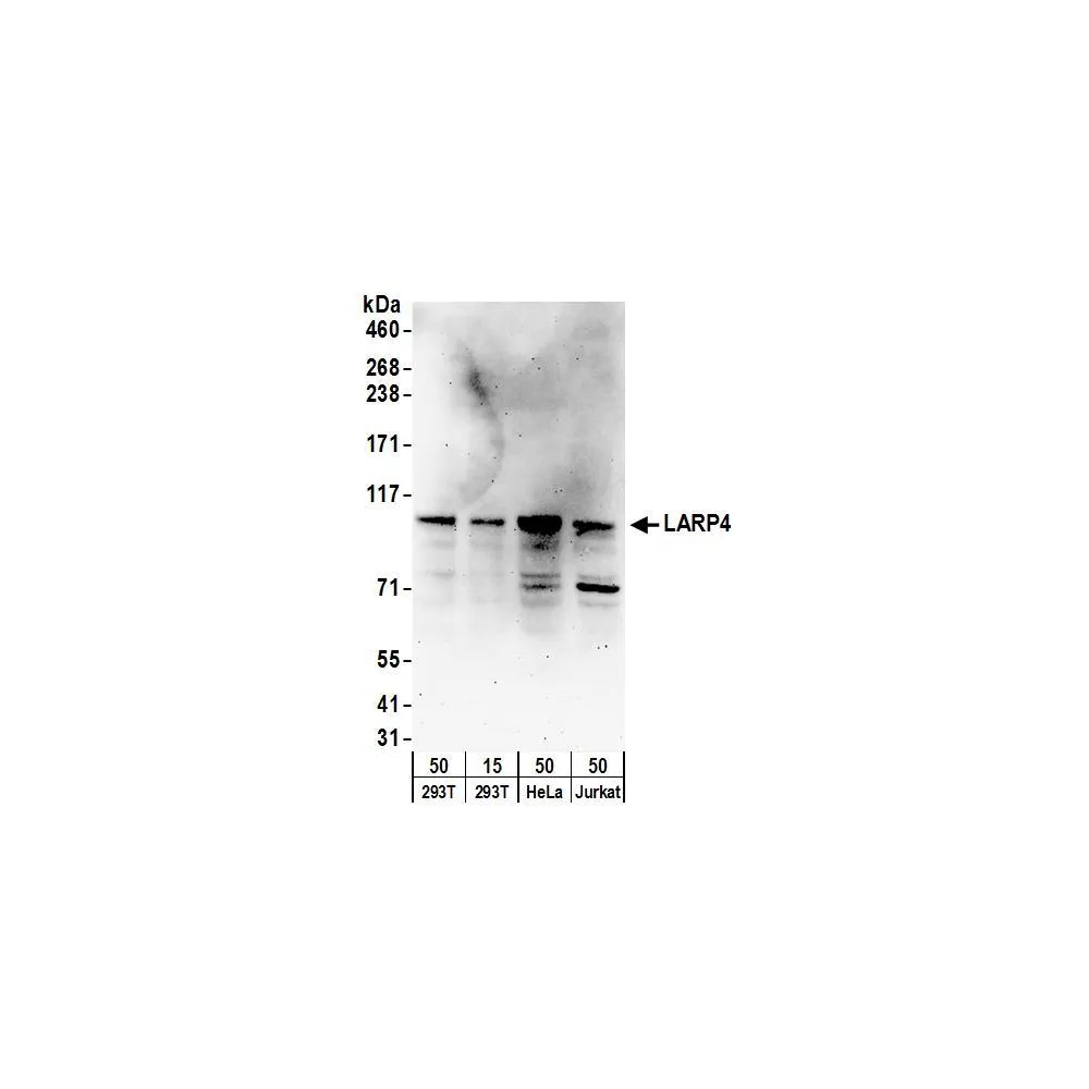 Rabbit anti-LARP4 Antibody, Affinity Purified