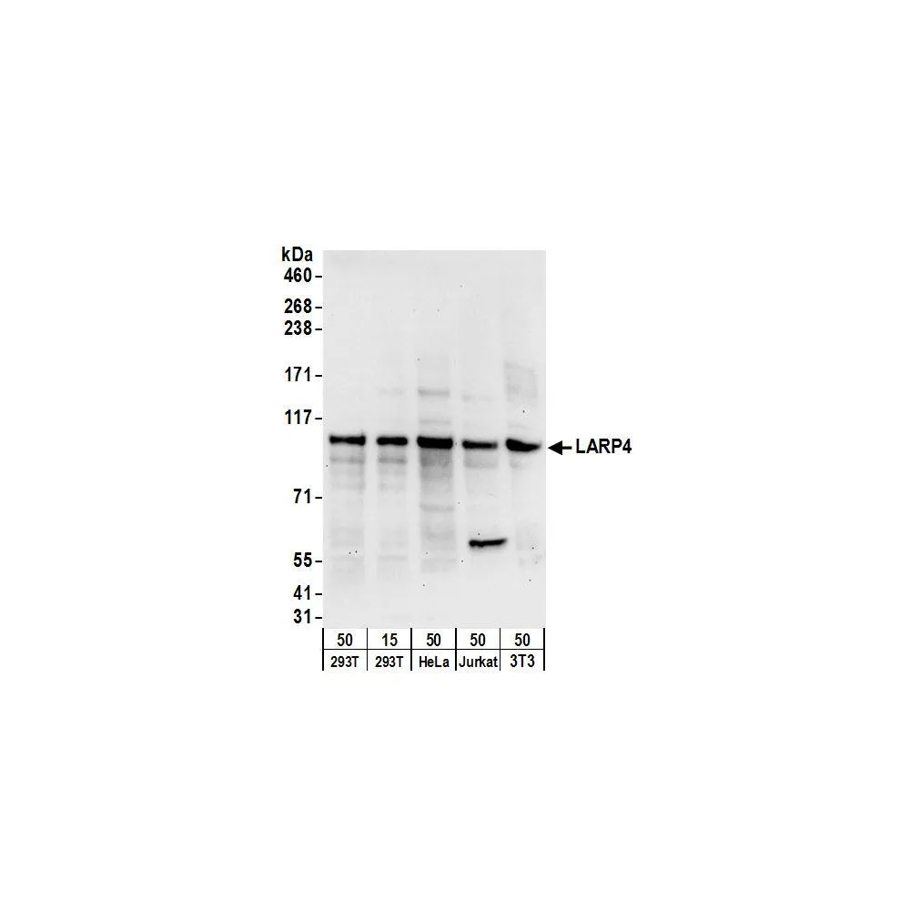 Rabbit anti-LARP4 Antibody, Affinity Purified