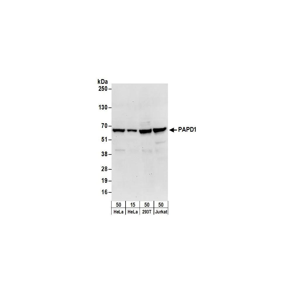 Rabbit anti-PAPD1 Antibody, Affinity Purified