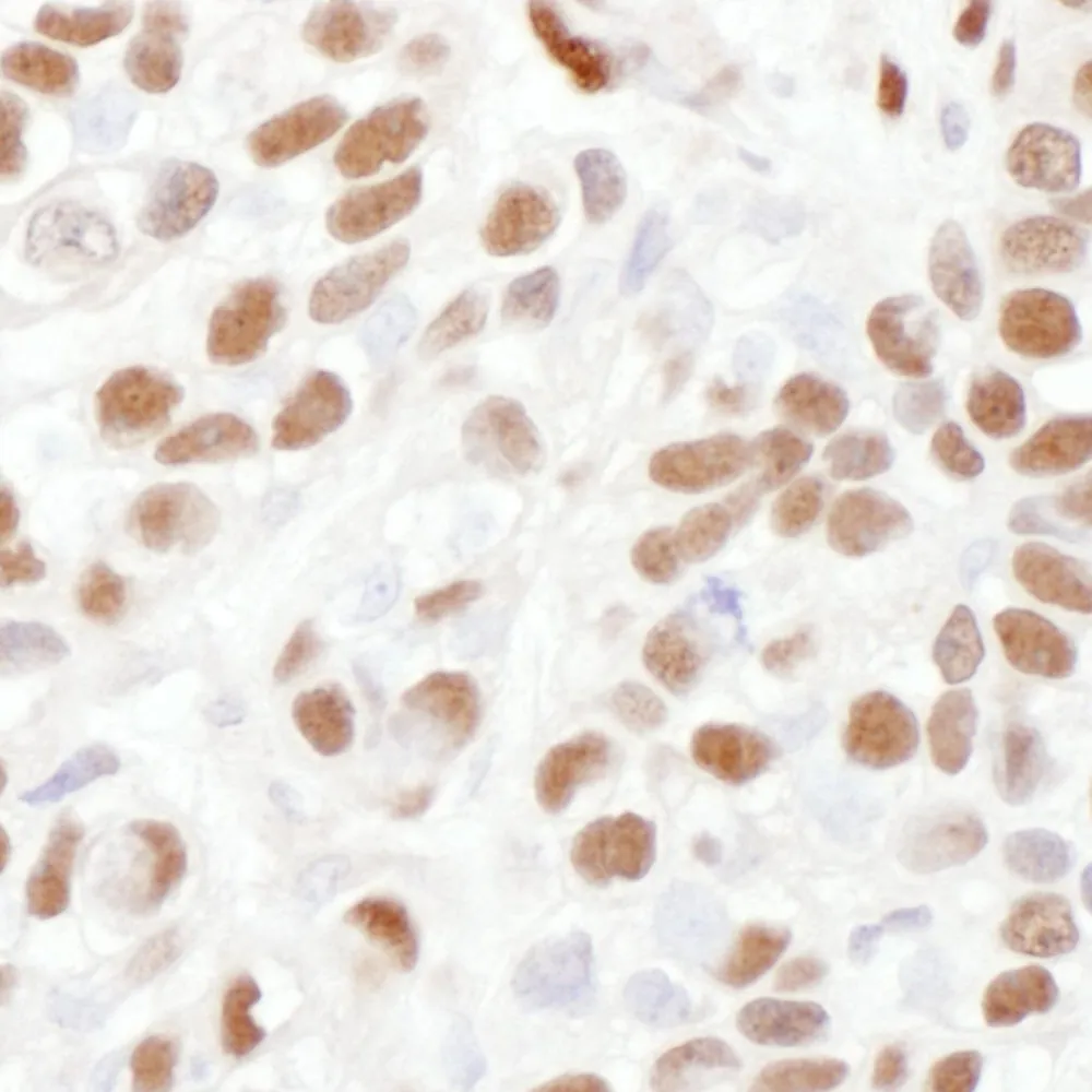 Goat anti-53BP1 Antibody, Affinity Purified