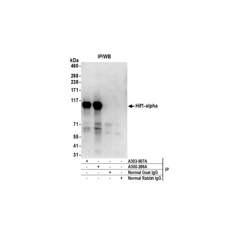 Goat anti-HIF1-alpha Antibody, Affinity Purified