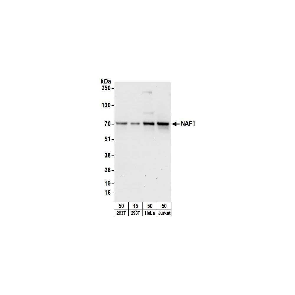 Rabbit anti-NAF1 Antibody, Affinity Purified