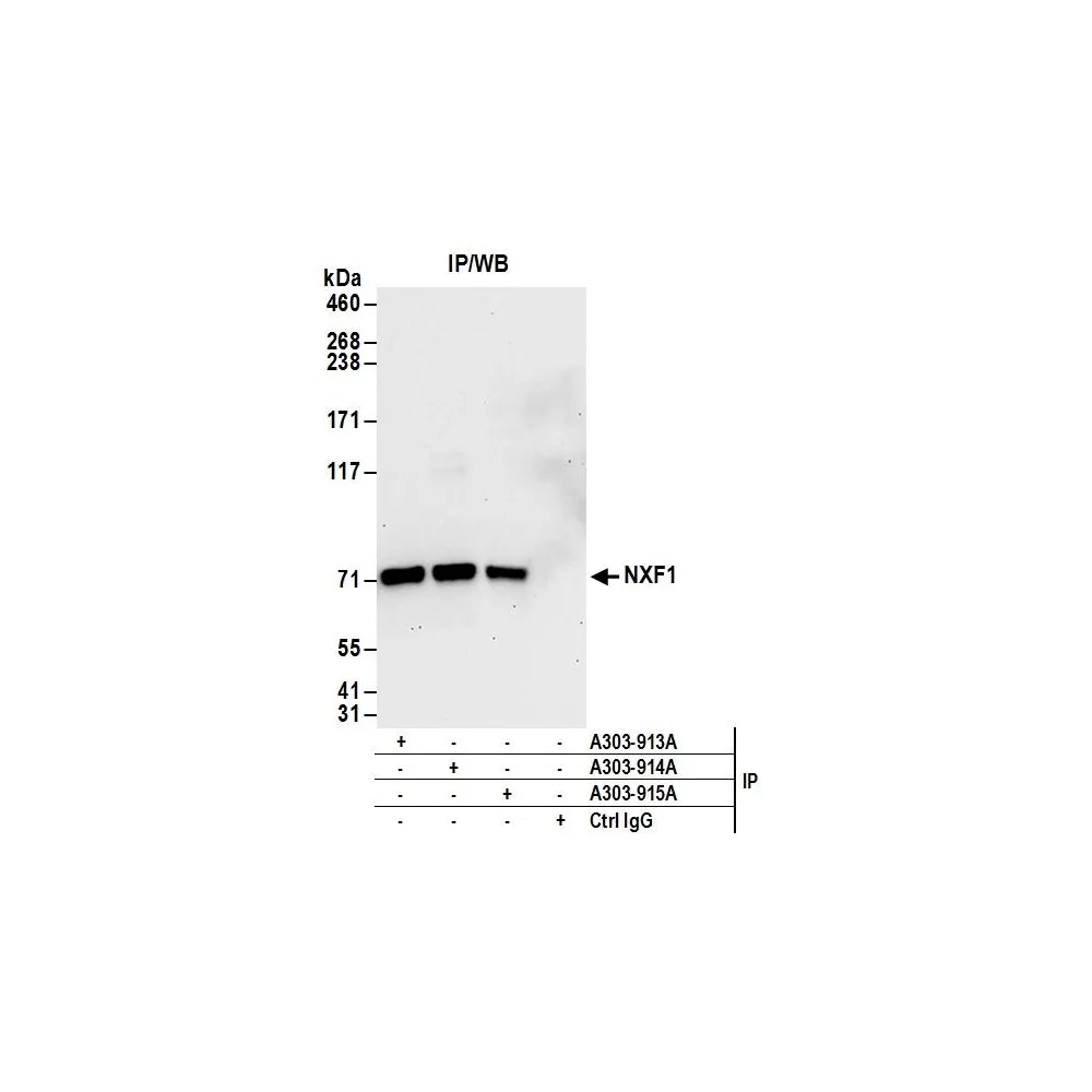Rabbit anti-NXF1 Antibody, Affinity Purified