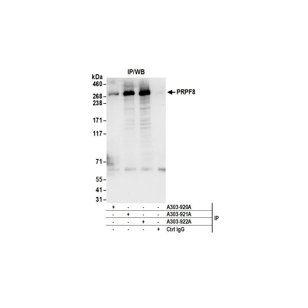 Rabbit anti-PRPF8 Antibody, Affinity Purified