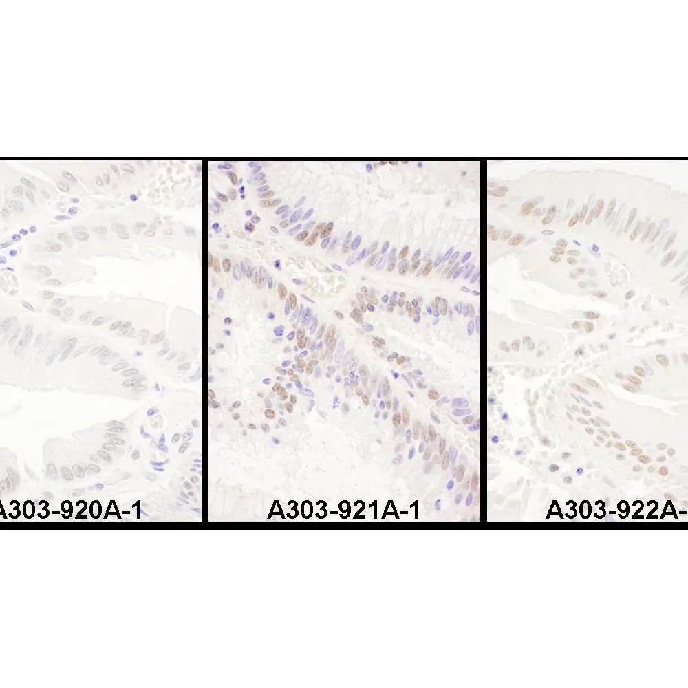 Rabbit anti-PRPF8 Antibody, Affinity Purified