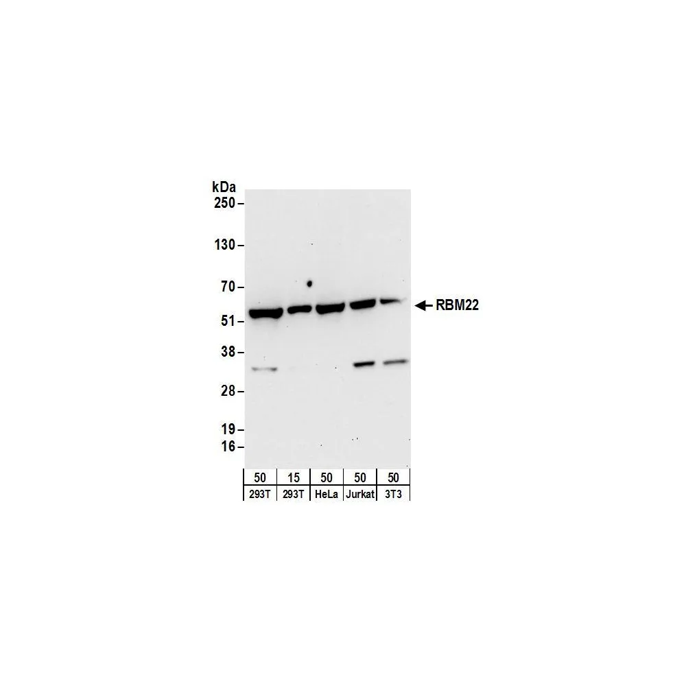 Rabbit anti-RBM22 Antibody, Affinity Purified