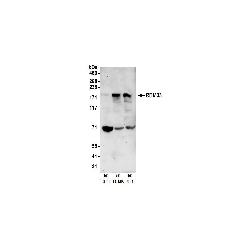 Rabbit anti-RBM33 Antibody, Affinity Purified
