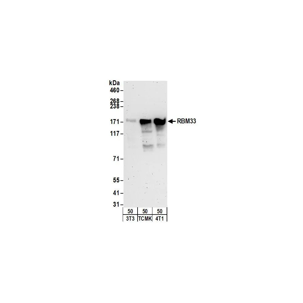 Rabbit anti-RBM33 Antibody, Affinity Purified