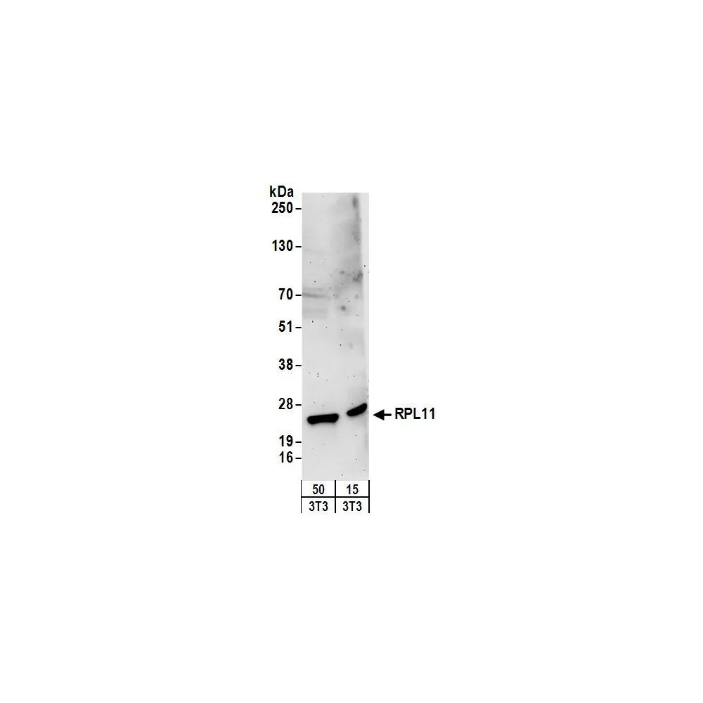 Rabbit anti-RPL11 Antibody, Affinity Purified