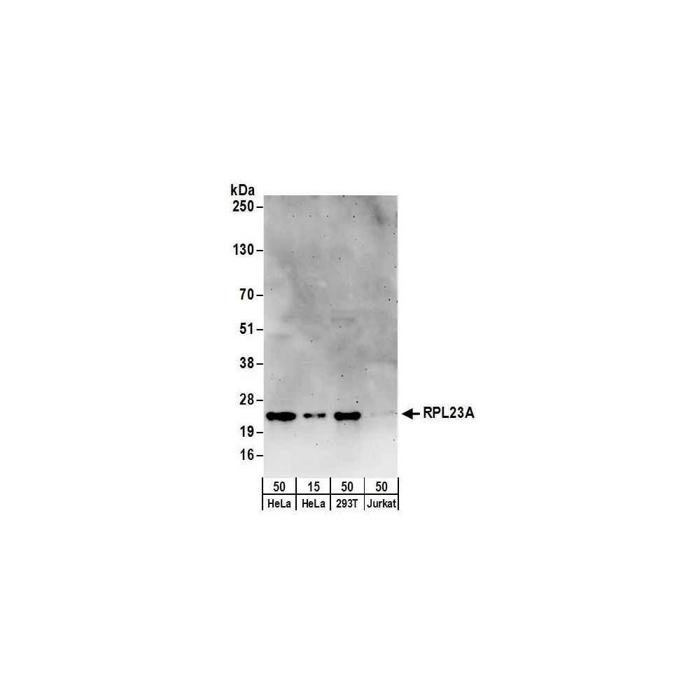 Rabbit anti-RPL23A Antibody, Affinity Purified