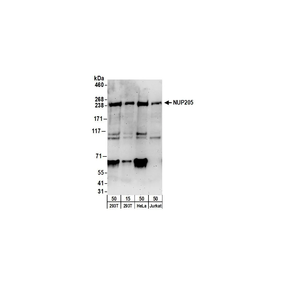 Rabbit anti-NUP205 Antibody, Affinity Purified
