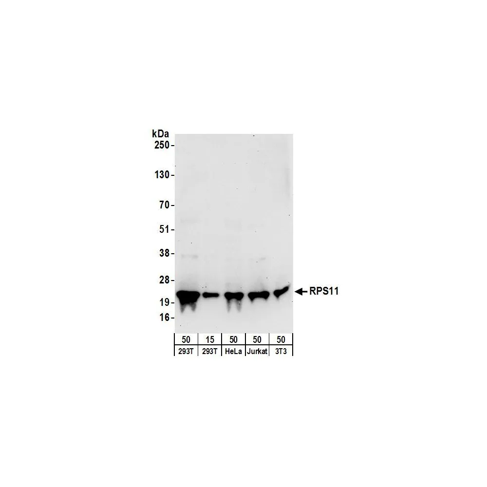 Rabbit anti-RPS11 Antibody, Affinity Purified