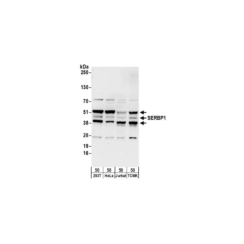 Rabbit anti-SERBP1 Antibody, Affinity Purified