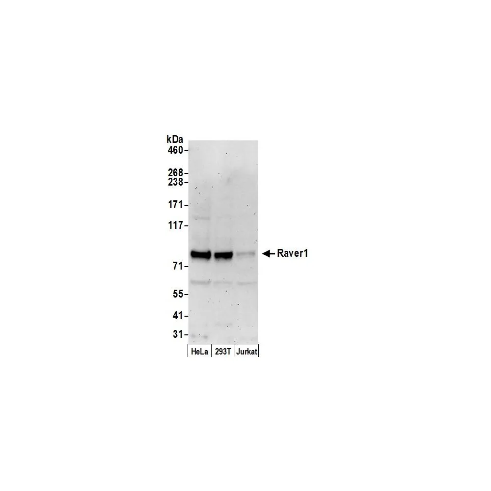 Rabbit anti-Raver1 Antibody, Affinity Purified