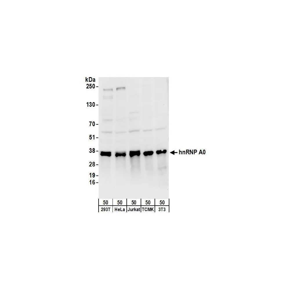 Rabbit anti-hnRNP A0 Antibody, Affinity Purified