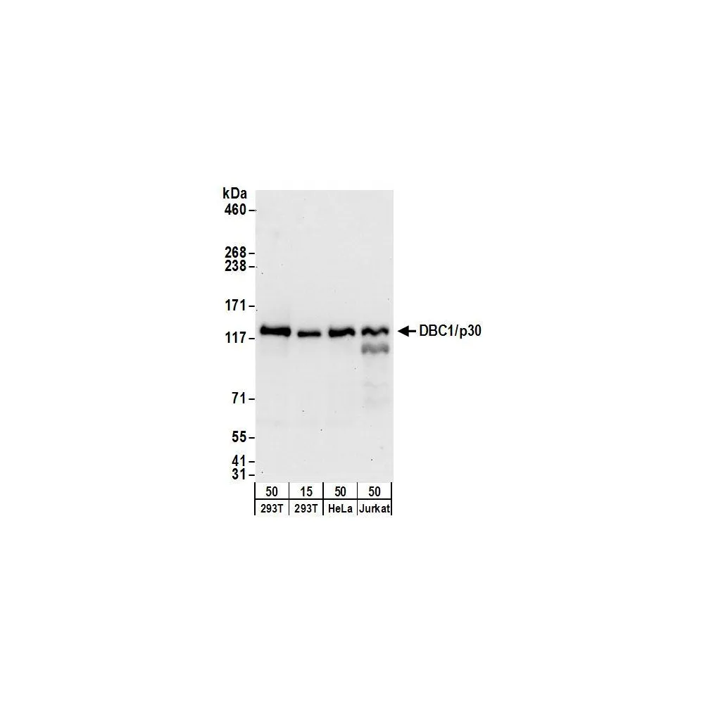 Goat anti-DBC1/p30 DBC Antibody, Affinity Purified