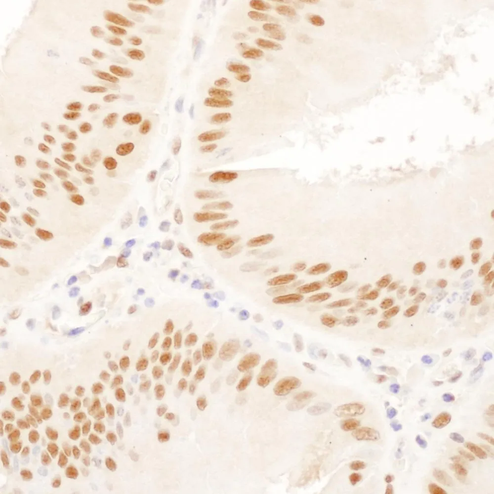 Goat anti-USP7 Antibody, Affinity Purified