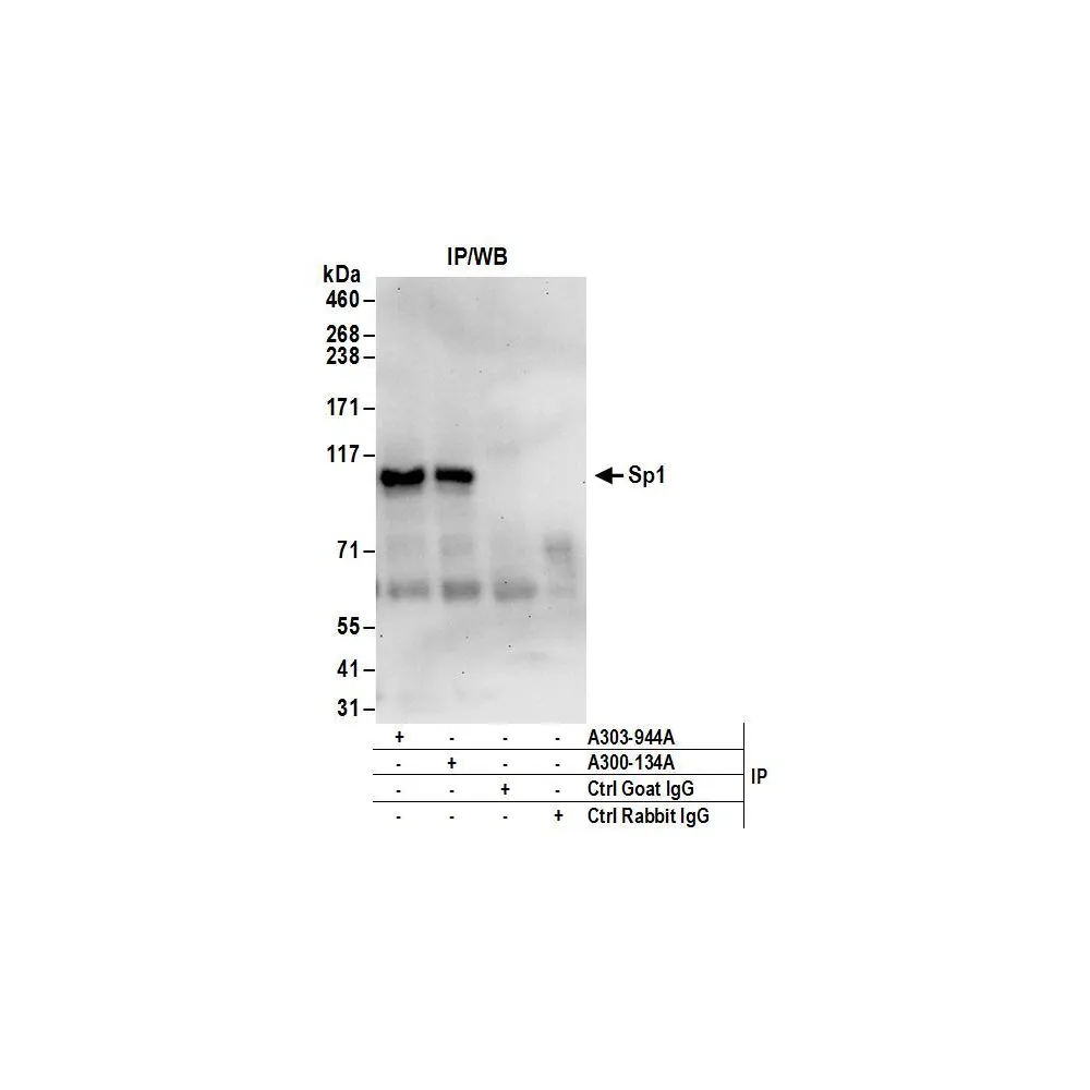 Goat anti-Sp1 Antibody, Affinity Purified