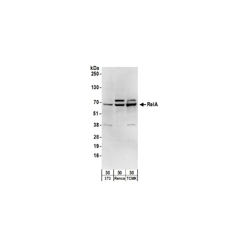 Goat anti-RelA Antibody, Affinity Purified