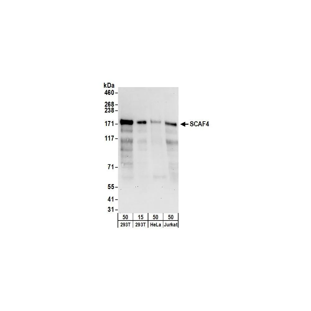 Rabbit anti-SCAF4 Antibody, Affinity Purified