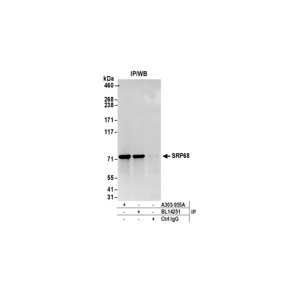 Rabbit anti-SRP68 Antibody, Affinity Purified