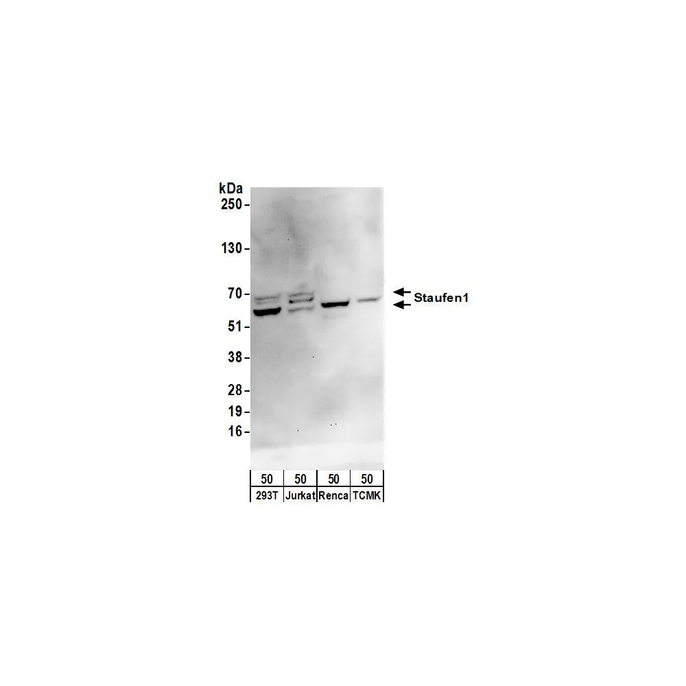 Rabbit anti-Staufen1 Antibody, Affinity Purified