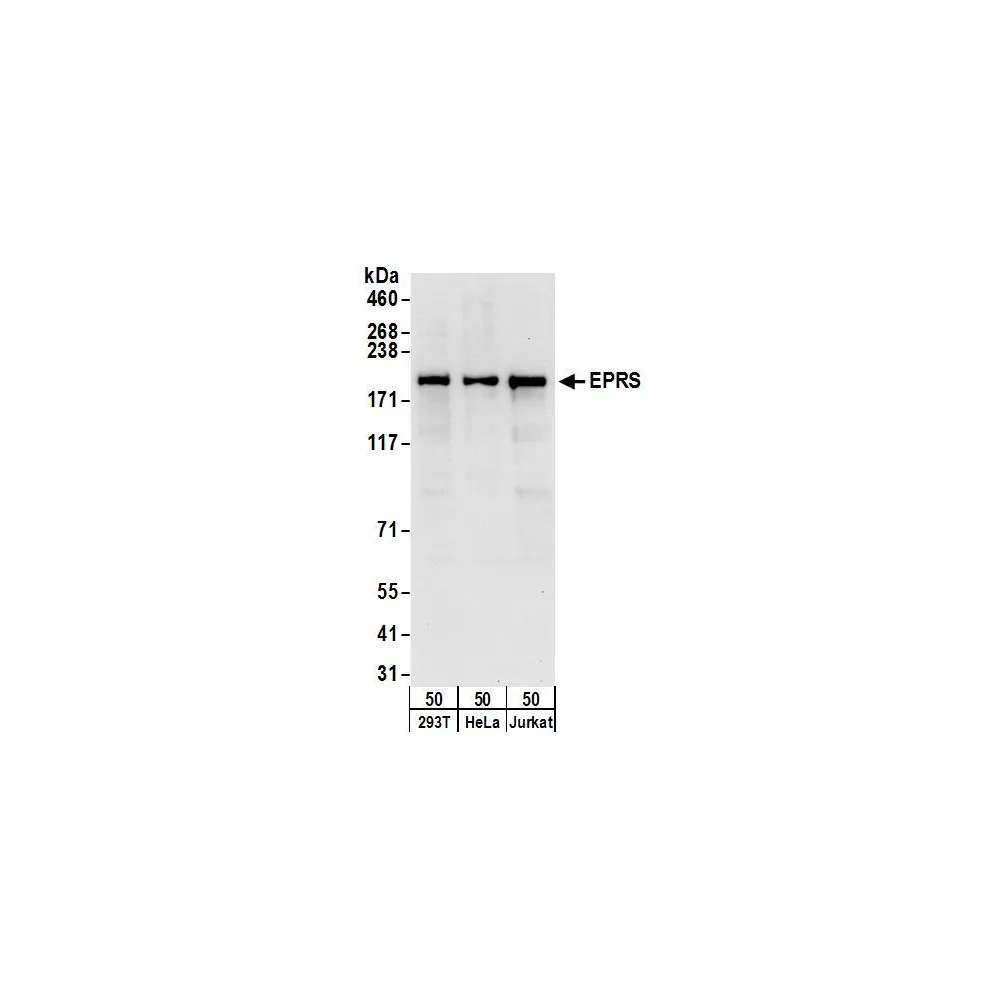 Rabbit anti-EPRS Antibody, Affinity Purified