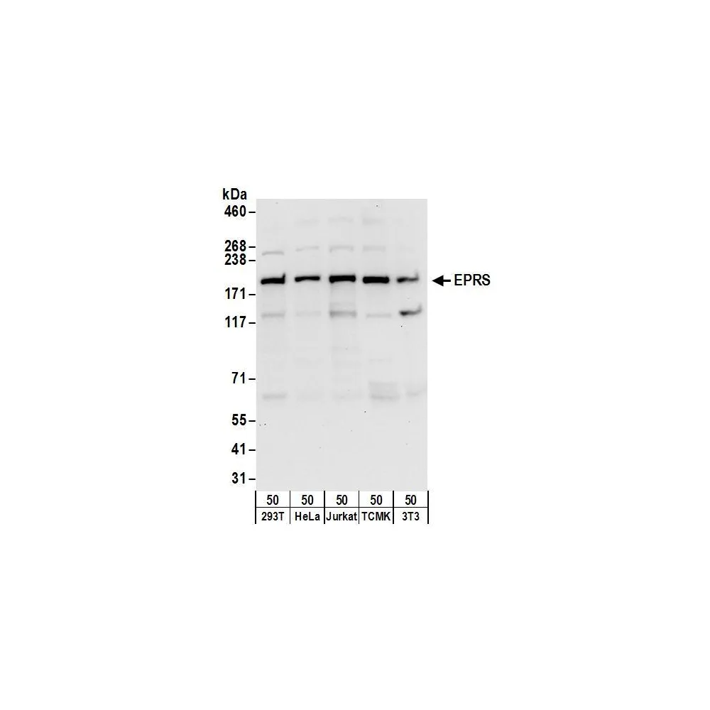 Rabbit anti-EPRS Antibody, Affinity Purified