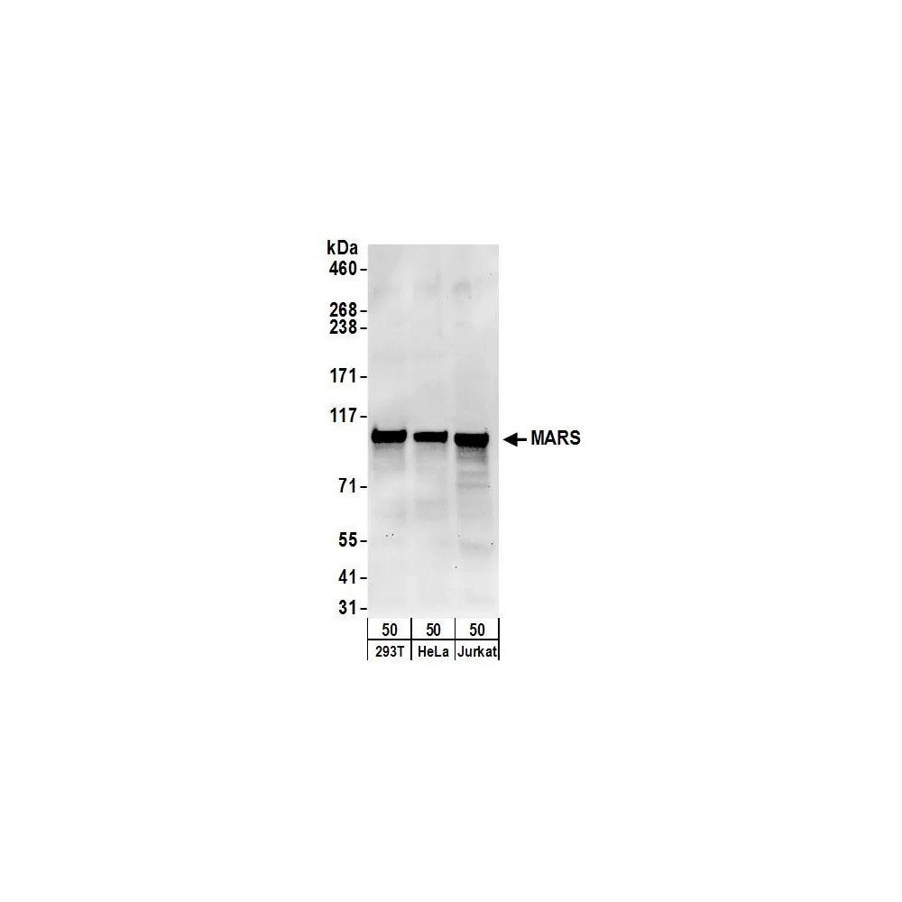 Rabbit anti-MARS Antibody, Affinity Purified