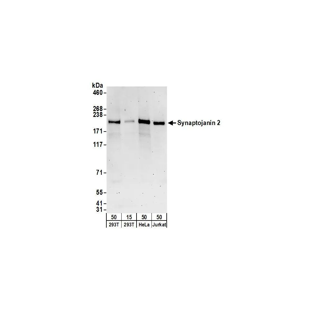 Rabbit anti-Synaptojanin 2 Antibody, Affinity Purified