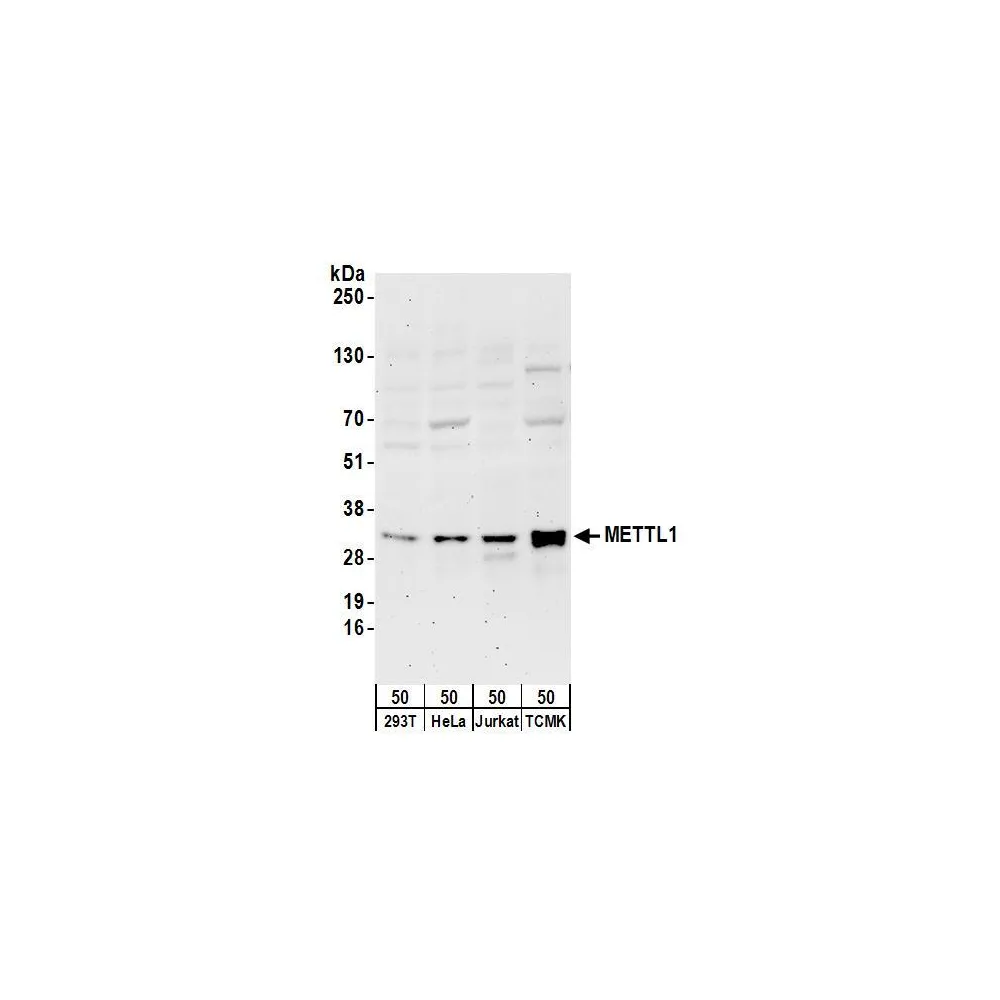 Rabbit anti-METTL1 Antibody, Affinity Purified