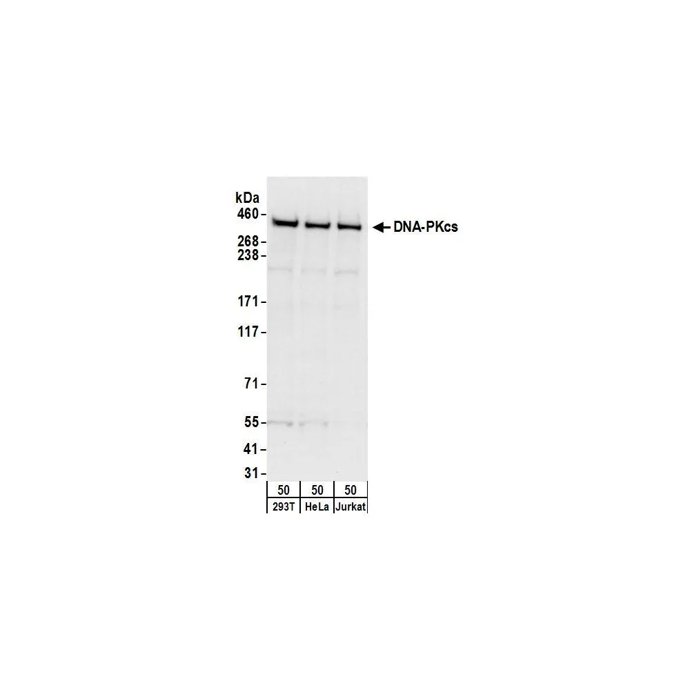 Goat anti-DNA-PKcs Antibody, Affinity Purified